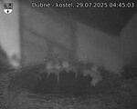 Capi_Dubne_20250729_044503.jpg