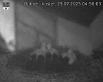 Capi_Dubne_20250729_045003.jpg