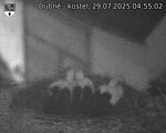 Capi_Dubne_20250729_045502.jpg