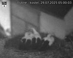 Capi_Dubne_20250729_050003.jpg
