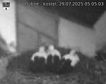 Capi_Dubne_20250729_050503.jpg