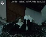 Capi_Dubne_20250729_053002.jpg