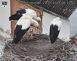 Capi_Dubne_20250729_061002.jpg