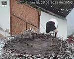 Capi_Dubne_20250729_063002.jpg