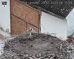 Capi_Dubne_20250729_063504.jpg
