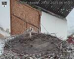 Capi_Dubne_20250729_064503.jpg