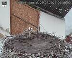 Capi_Dubne_20250729_065003.jpg