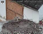 Capi_Dubne_20250729_065503.jpg