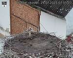 Capi_Dubne_20250729_070503.jpg