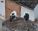 Capi_Dubne_20250729_072502.jpg