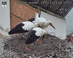 Capi_Dubne_20250729_082003.jpg