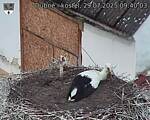 Capi_Dubne_20250729_094003.jpg
