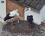 Capi_Dubne_20250729_095502.jpg