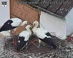 Capi_Dubne_20250729_100002.jpg