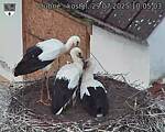 Capi_Dubne_20250729_100503.jpg