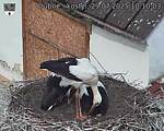 Capi_Dubne_20250729_101003.jpg