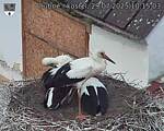 Capi_Dubne_20250729_101503.jpg