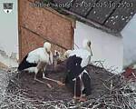 Capi_Dubne_20250729_102503.jpg