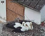 Capi_Dubne_20250729_103503.jpg