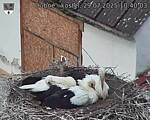 Capi_Dubne_20250729_104003.jpg