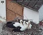Capi_Dubne_20250729_105002.jpg