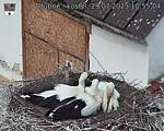 Capi_Dubne_20250729_105504.jpg