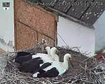 Capi_Dubne_20250729_110004.jpg