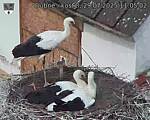 Capi_Dubne_20250729_110502.jpg