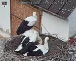 Capi_Dubne_20250729_111003.jpg
