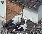 Capi_Dubne_20250729_112003.jpg