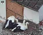 Capi_Dubne_20250729_113002.jpg