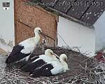 Capi_Dubne_20250729_113503.jpg