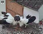Capi_Dubne_20250729_114003.jpg