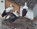 Capi_Dubne_20250729_120003.jpg