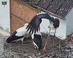 Capi_Dubne_20250729_120503.jpg