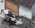 Capi_Dubne_20250729_125003.jpg