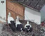 Capi_Dubne_20250729_125502.jpg