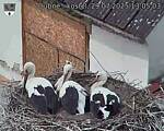 Capi_Dubne_20250729_130503.jpg