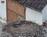 Capi_Dubne_20250729_134002.jpg