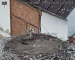 Capi_Dubne_20250729_134504.jpg