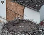 Capi_Dubne_20250729_135504.jpg