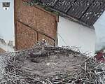 Capi_Dubne_20250729_141503.jpg