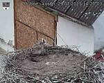 Capi_Dubne_20250729_142003.jpg