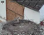 Capi_Dubne_20250729_143003.jpg