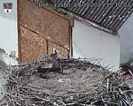 Capi_Dubne_20250729_151003.jpg