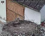 Capi_Dubne_20250729_152503.jpg