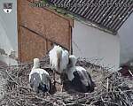 Capi_Dubne_20250729_155503.jpg