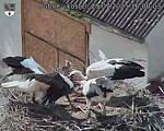 Capi_Dubne_20250729_160003.jpg