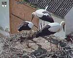 Capi_Dubne_20250729_160504.jpg