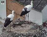Capi_Dubne_20250729_161002.jpg